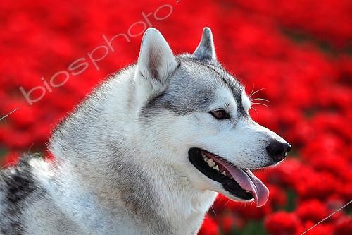 Biosphoto | 2561063 | Portrait de Husky de Sibérie devant un champ de tulipes | &copy; Eric Guilloret / Biosphoto