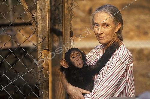 Biosphoto | 31449 | Portrait de Jane Goodall tenant un chimpanzé Gombe Tanzanie | &copy; Michel Gunther / Biosphoto