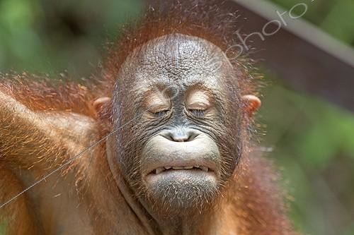 Biosphoto | 2009728 | Portrait de jeune Orang-Outan - Sepilok Bornéo Malaisie | &copy; Sylvain Cordier / Biosphoto
