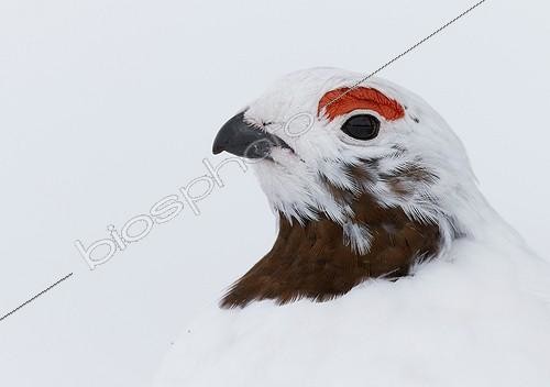 Biosphoto | 2067518 | Portrait de Lagopède des saules (Lagopus lagopus) dans la neige, Inari Kiilopää, Finlande | &copy; Markus Varesvuo / Biosphoto