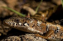Biosphoto | 1249976 | Portrait de Lézard-alligator d'Arizona Chiricahua Mountains | &copy; Daniel Heuclin / Biosphoto