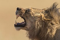 Biosphoto | 2081678 | Portrait de Lion (Panthera leo) grimacant, Kgalagadi, Afrique du Sud | &copy; Tonino De Marco / Biosphoto