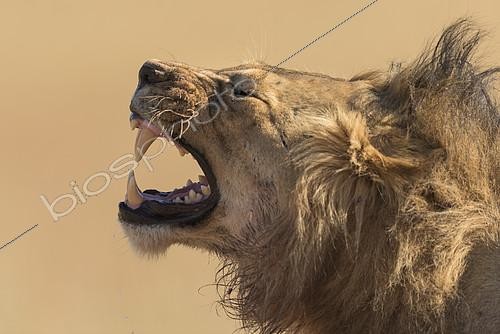 Biosphoto | 2081678 | Portrait de Lion (Panthera leo) grimacant, Kgalagadi, Afrique du Sud | &copy; Tonino De Marco / Biosphoto