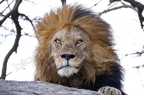 Biosphoto | 2603023 | Portrait de Lion (Panthera leo) se reposant sur un rocher et regardant le photographe dans le Serengeti, Tanzanie | &copy; Clément Fontaine / Biosphoto