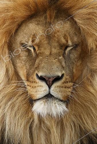 Biosphoto | 1463215 | Portrait de Lion (Panthera leo) yeux fermés | &copy; Juergen Mueller / imageBROKER / Biosphoto