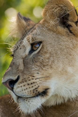 Biosphoto | 2068574 | Portrait de Lionne (Panthera leo), Masaï Mara, Kenya | &copy; Myriam Dupuis / Biosphoto