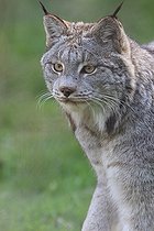 Biosphoto | 2395084 | Portrait de Lynx du Canada (Lynx canadensis) | &copy; Jean-François Noblet / Biosphoto