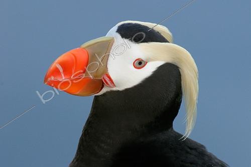 Biosphoto | 2404252 | Portrait de Macareux huppé (Fratercula cirrhata), Alaska | &copy; E.J. Peiker / BIA / Biosphoto