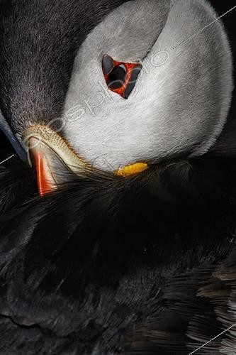 Biosphoto | 2404130 | Portrait de Macareux moine (Fratercula arctica) au repos, Ecosse | &copy; Brais Seara Fernandez / BIA / Biosphoto