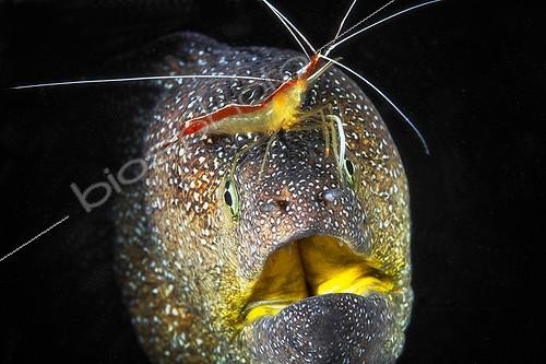 Biosphoto | 2091179 | Portrait de Murène à gueule jaune (Gymnothorax nudivomer) et sa crevette nettoyeuse (Lysmata amboinensis), Océan Indien, La Réunion | &copy; Gabriel Barathieu / Biosphoto