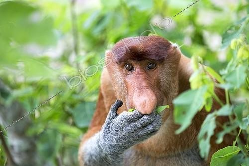 Biosphoto | 1994132 | Portrait de Nasique mangeant en forêt - Bako Malaisie | &copy; Sylvain Cordier / Biosphoto