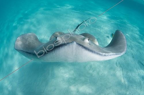 Biosphoto | 2042002 | Portrait de Pastenague - Moorea Polynésie française | &copy; Fabien Michenet / Biosphoto