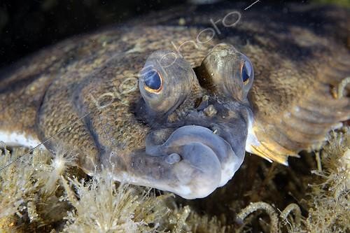 Biosphoto | 2017467 | Portrait de Pleuronichthys coenosus - Alaska USA | &copy; Bruno Guénard / Biosphoto