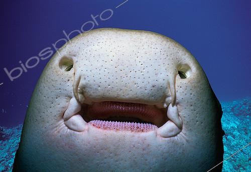 Biosphoto | 2274429 | Portrait de Requin zèbre (Stegostoma fasciatum) montrant sa bouche, les dents, les barbillons, les ampoules de Lorenzini (détecteurs électriques naturels situés dans la tête des requins et des raies sensibles aux signaux électroniques émis par les proies potentielles) et les spiracles ), Egypte, Mer Rouge. | &copy; Jeffrey Rotman / Biosphoto