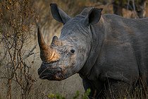 Biosphoto | 2151620 | Portrait de Rhinocéros blanc (Ceratotherium simum), Parc national Kruger, Mpumalanga, Afrique du Sud. | &copy; Roger de La Harpe / Biosphoto