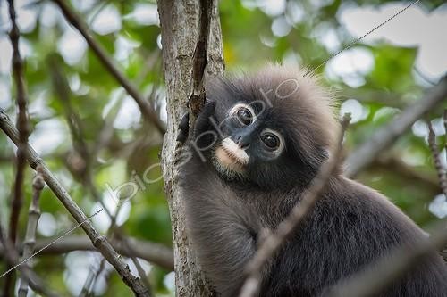 Biosphoto | 2030671 | Portrait de Semnopithèque obscur dans un arbre - Thaïlande | &copy; Stéphanie Meng / Biosphoto