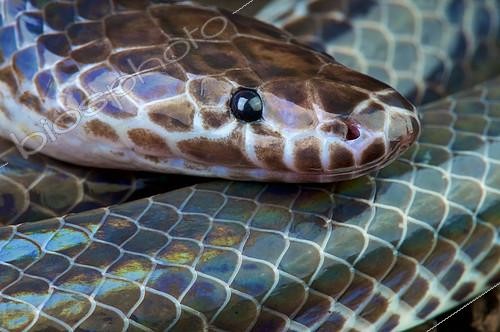Biosphoto | 2081531 | Portrait de Serpent arc-en-ciel (Xenopeltis unicolor), Thaïlande | &copy; Matthijs Kuijpers / Biosphoto