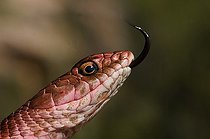 Biosphoto | 1250031 | Portrait de Serpent coureur rouge Désert d'Arizona USA | &copy; Daniel Heuclin / Biosphoto