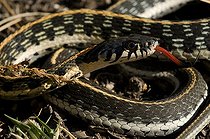 Biosphoto | 1250065 | Portrait de Serpent jarretière à cou noir Nouveau Mexique | &copy; Daniel Heuclin / Biosphoto