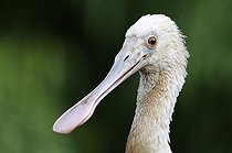 Biosphoto | 1252557 | Portrait de Spatule rosée | &copy; Thierry Van Baelinghem / Biosphoto
