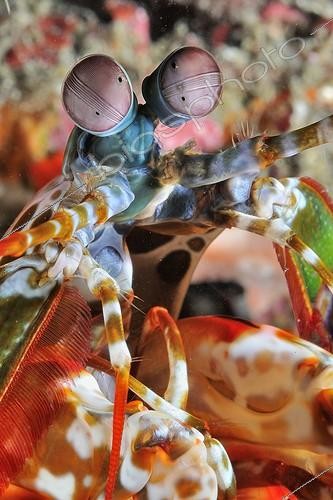Biosphoto | 1757485 | Portrait de Squille multicolore Bali Océan Indien | &copy; Bruno Guénard / Biosphoto