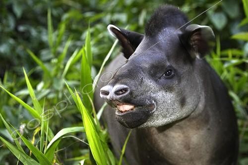 Biosphoto | 434285 | Portrait de Tapir terrestre au bord d'une rivière Manu Pérou | &copy; Sylvain Cordier / Biosphoto