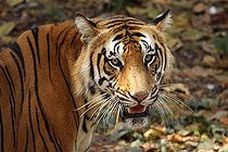 Biosphoto | 2398967 | Portrait de Tigre du Bengale (Panthera tigris tigris), Kerala, Inde | &copy; Balan Madhavan / imageBROKER / Biosphoto