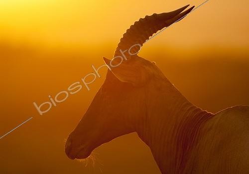 Biosphoto | 2068575 | Portrait de Topi (Damaliscus lunatus) au coucher de soleil, Masaï Mara, Kenya | &copy; Myriam Dupuis / Biosphoto