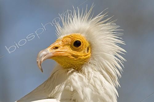 Biosphoto | 754965 | Portrait de Vautour Percnoptère Camargue France | &copy; Gérard Soury / Biosphoto