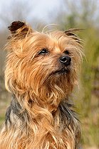 Biosphoto | 1249128 | Portrait de Yorkshire Terrier | &copy; Daniel Heuclin / Biosphoto