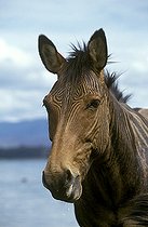 Biosphoto | 65075 | Portrait de Zébrule Kenya | &copy; Michel & Christine Denis-Huot / Biosphoto