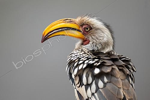 Biosphoto | 2627797 | Portrait du Calao leucomèle (Tockus leucomelas) montrant son grand bec jaune caractéristique, Parc National Kruger, Afrique du Sud. | &copy; Pablo Barrena / Biosphoto
