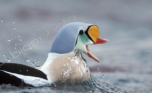 Biosphoto | 1946936 | Portrait d'Eider à tête grise mâle sur l'eau - Norvège | &copy; Markus Varesvuo / Biosphoto
