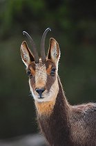 Biosphoto | 1249113 | Portrait d'Isard | &copy; Daniel Heuclin / Biosphoto