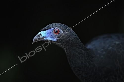 Biosphoto | 1522652 | Portrait of a Black Guan in Costa Rica | &copy; Jean-Paul Chatagnon / Biosphoto
