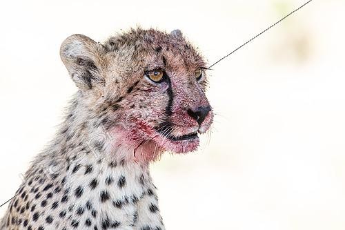 Biosphoto | 2581499 | Portrait of a cheetah (Acinonyx jubatus) with blood on the fur after a kill, Kgalagadi National Park, South Africa | &copy; Daniel Zuppinger / Biosphoto