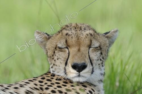 Biosphoto | 966229 | Portrait of a Cheetah lying in the Maasai Mara NR Kenya | &copy; Claude Balcaen / Biosphoto
