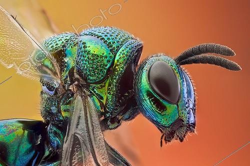 Biosphoto | 1534094 | Portrait of a cuckoo Wasp Spain  | &copy; Francisco Javier Torrent Andres / Visual and Written - Photo Collection / Biosphoto
