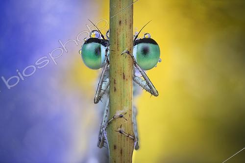 Biosphoto | 2615030 | Portrait of a Damselfly (Zygoptera sp) on a stem, Italy. | &copy; Alberto Ghizzi Panizza / Biosphoto