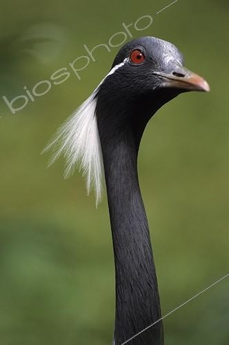 Biosphoto | 164815 | Portrait of a Demoiselle crane Keoladeo NP Inde | &copy; Gilles Martin / Biosphoto