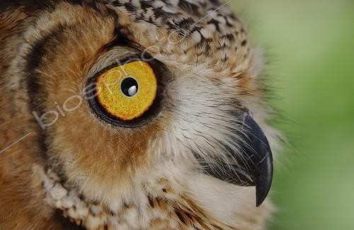 Biosphoto | 84461 | Portrait of a Desert Eagle Owl United Arab Emirates | &copy; Xavier Eichaker / Biosphoto