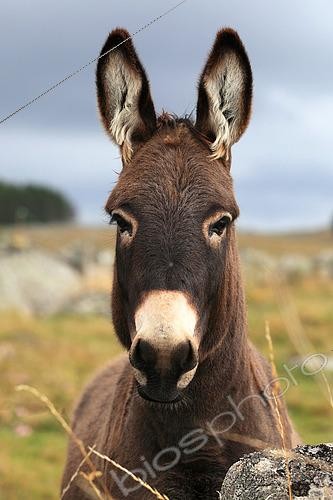 Biosphoto | 2590243 | Portrait of a domestic donkey in Lozere, France | &copy; Eric Guilloret / Biosphoto