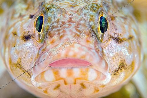 Biosphoto | 2607120 | Portrait of a Goby (Gobidae sp), Atlantic Ocean, Ile d'Oléron, France | &copy; Bruno Guénard / Biosphoto