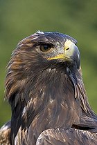 Biosphoto | 1497525 | Portrait of a golden eagle | &copy; Joern Friederich / imageBROKER / Biosphoto