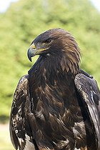 Biosphoto | 1507881 | Portrait of a golden eagle | &copy; Joern Friederich / imageBROKER / Biosphoto