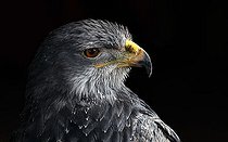 Biosphoto | 1456983 | Portrait of a Golden Eagle Aquila chrysaetos | &copy; Juergen Mueller / imageBROKER / Biosphoto