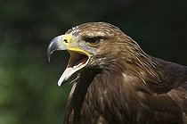 Biosphoto | 1508083 | Portrait of a Golden Eagle (Aquila chrysaetos) crying out, North Tirol, Austria, Europe | &copy; Alessandra Sarti / imageBROKER / Biosphoto