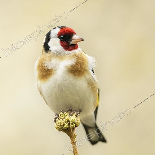 Biosphoto | 2612645 | Portrait of a Goldfinch (Carduelis carduelis) on a Viburnum bud (Viburnum sp) at the end of winter, Auvergne, France. | &copy; Monique Morin / Biosphoto