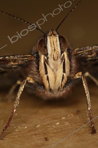 Biosphoto | 1133774 | Portrait of a head of a Red amiral in Belgium ; Entomologist : Terence Hollingworth | &copy; Jacques Rosès / Biosphoto
