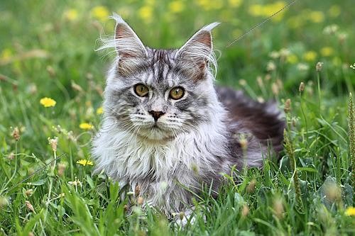Biosphoto | 2526113 | Portrait of a kitten Maine Coon aged 4 months lying in the grass | &copy; Eric Guilloret / Biosphoto